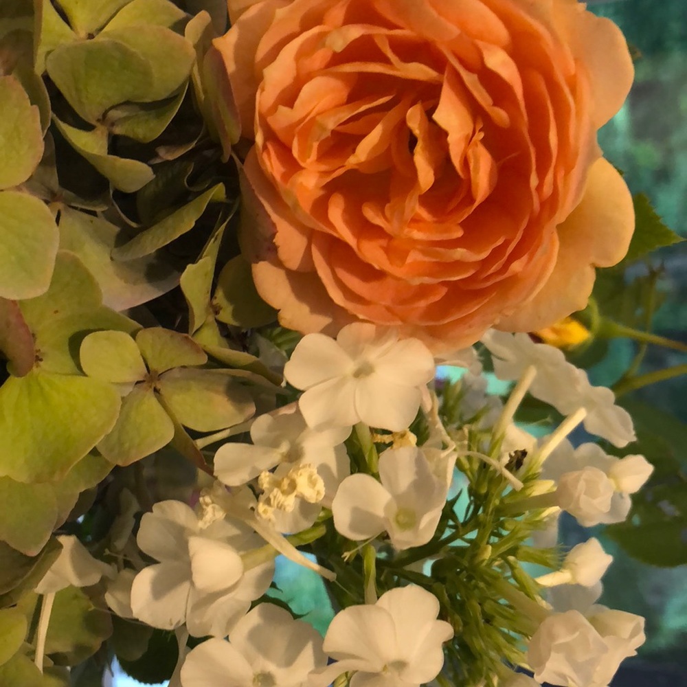 Meet your Posher, Cat